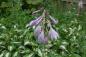 Preview: Hosta undulata 'Univittata' | Schneefeder-Funkie